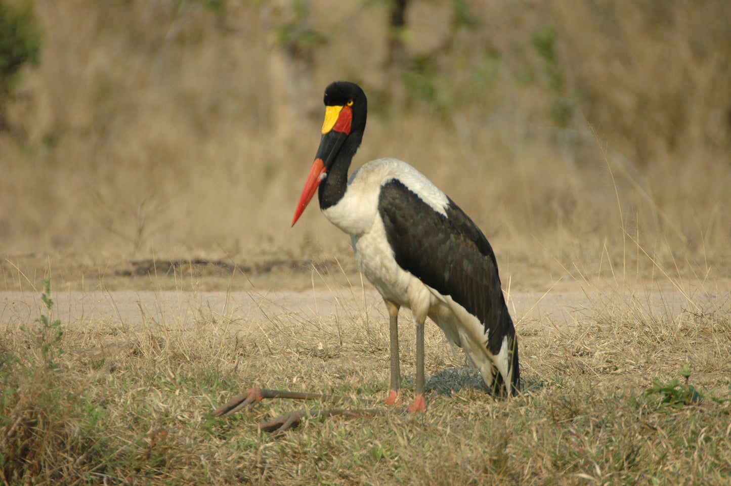 Botswana or South Africa Safari - 8 day, 4WD overland wildlife tour.