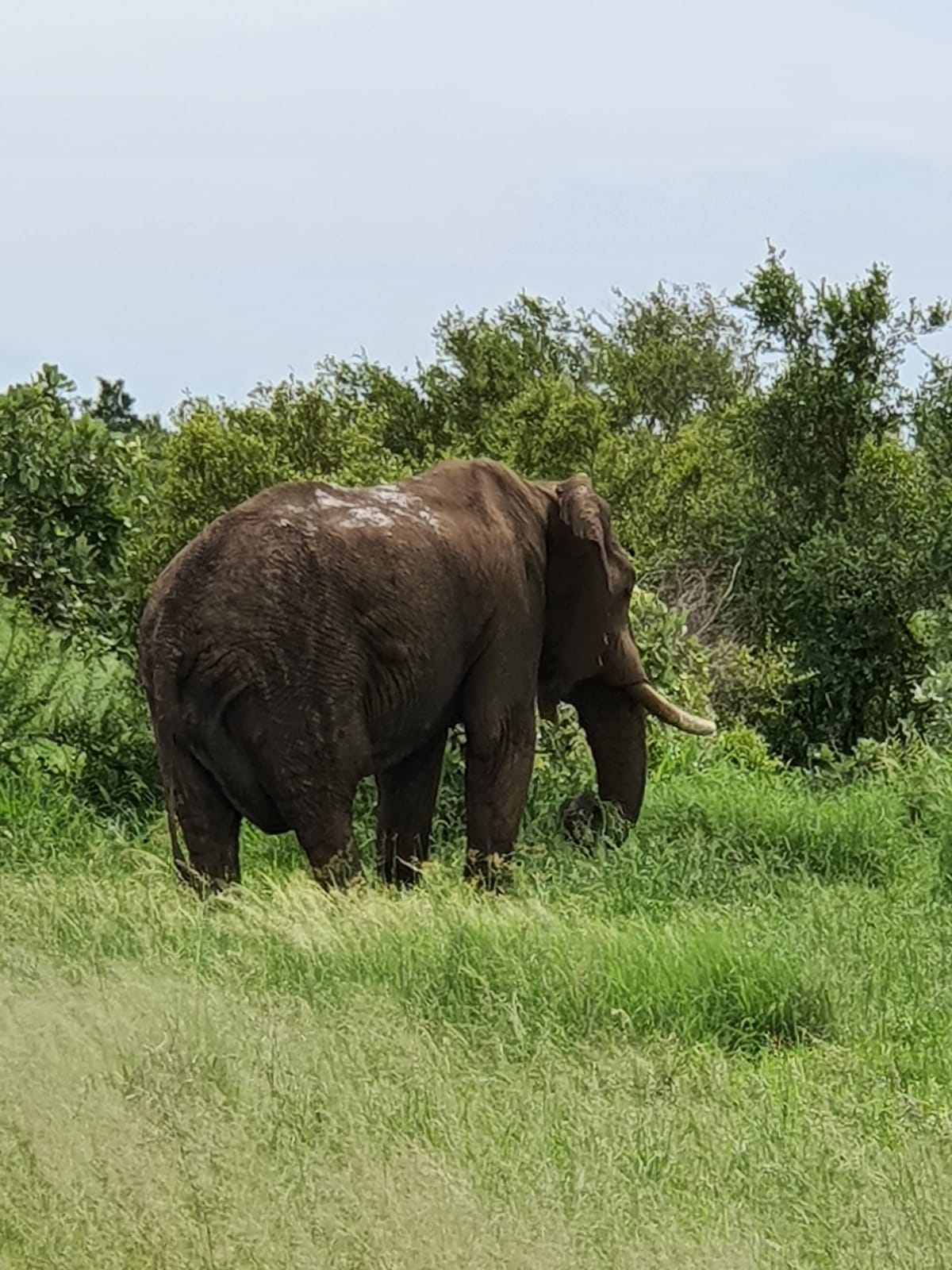 Botswana or South Africa Safari - 8 day, 4WD overland wildlife tour.