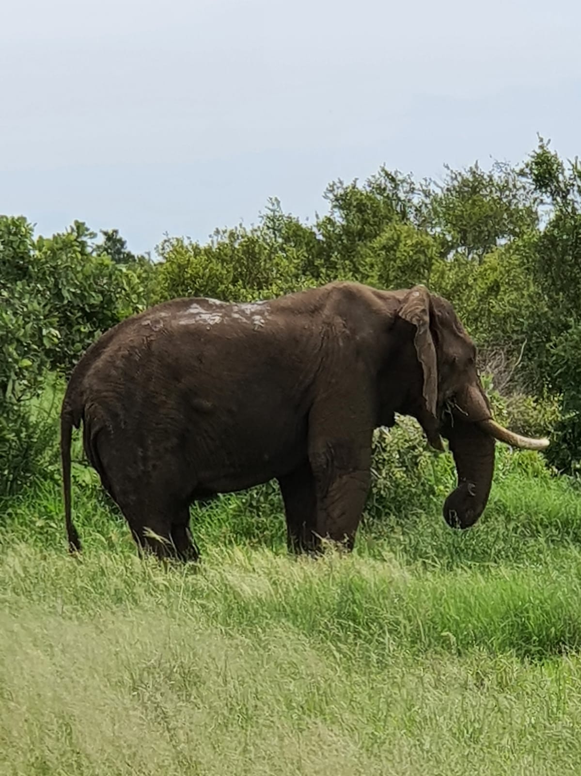 Botswana or South Africa Safari - 8 day, 4WD overland wildlife tour.