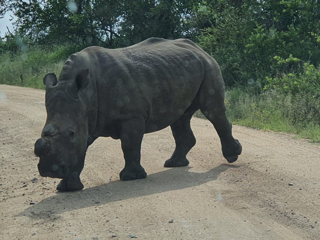 Botswana or South Africa Safari - 8 day, 4WD overland wildlife tour.