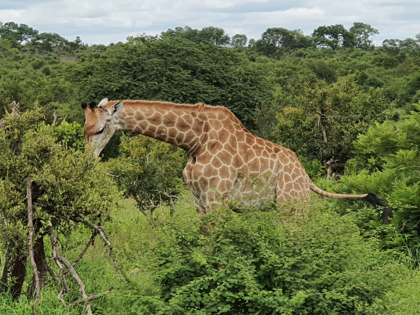 Botswana or South Africa Safari - 8 day, 4WD overland wildlife tour.