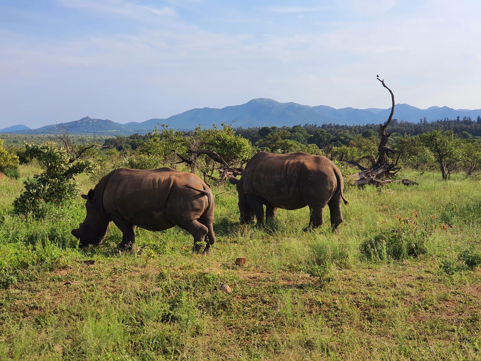 White Rhinos, Southern Kruger Park, South Africa.