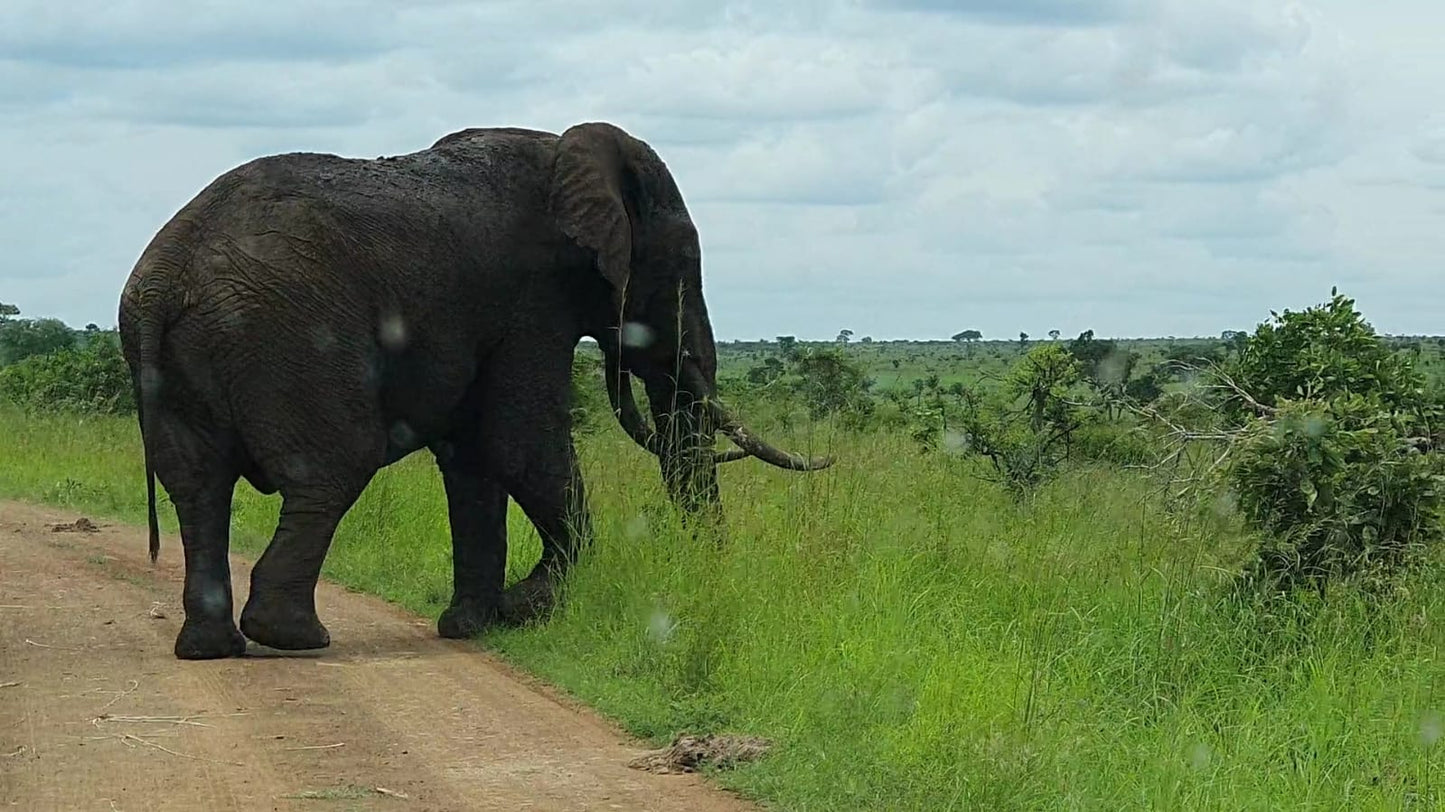 Botswana or South Africa Safari - 8 day, 4WD overland wildlife tour.