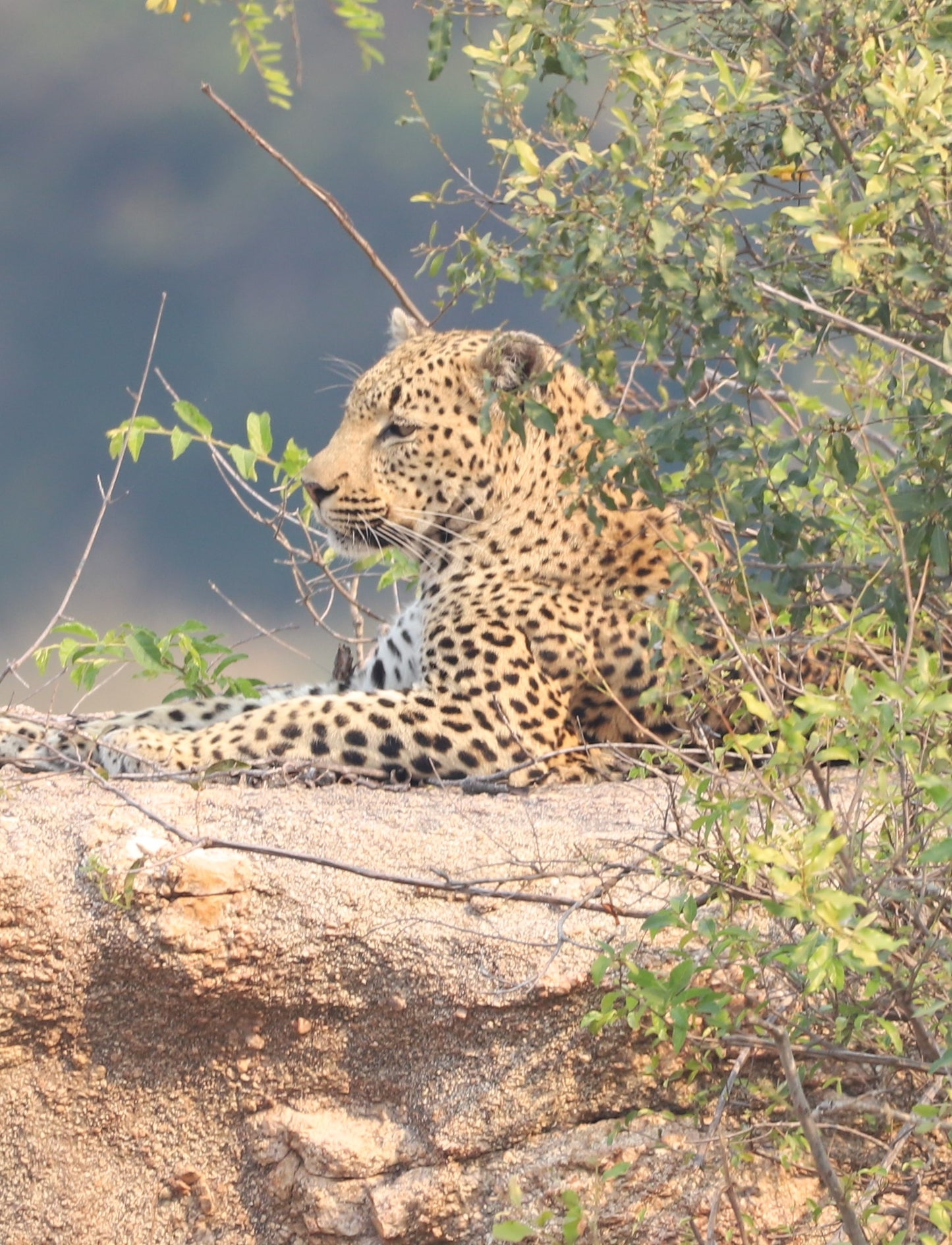 Botswana or South Africa Safari - 8 day, 4WD overland wildlife tour.