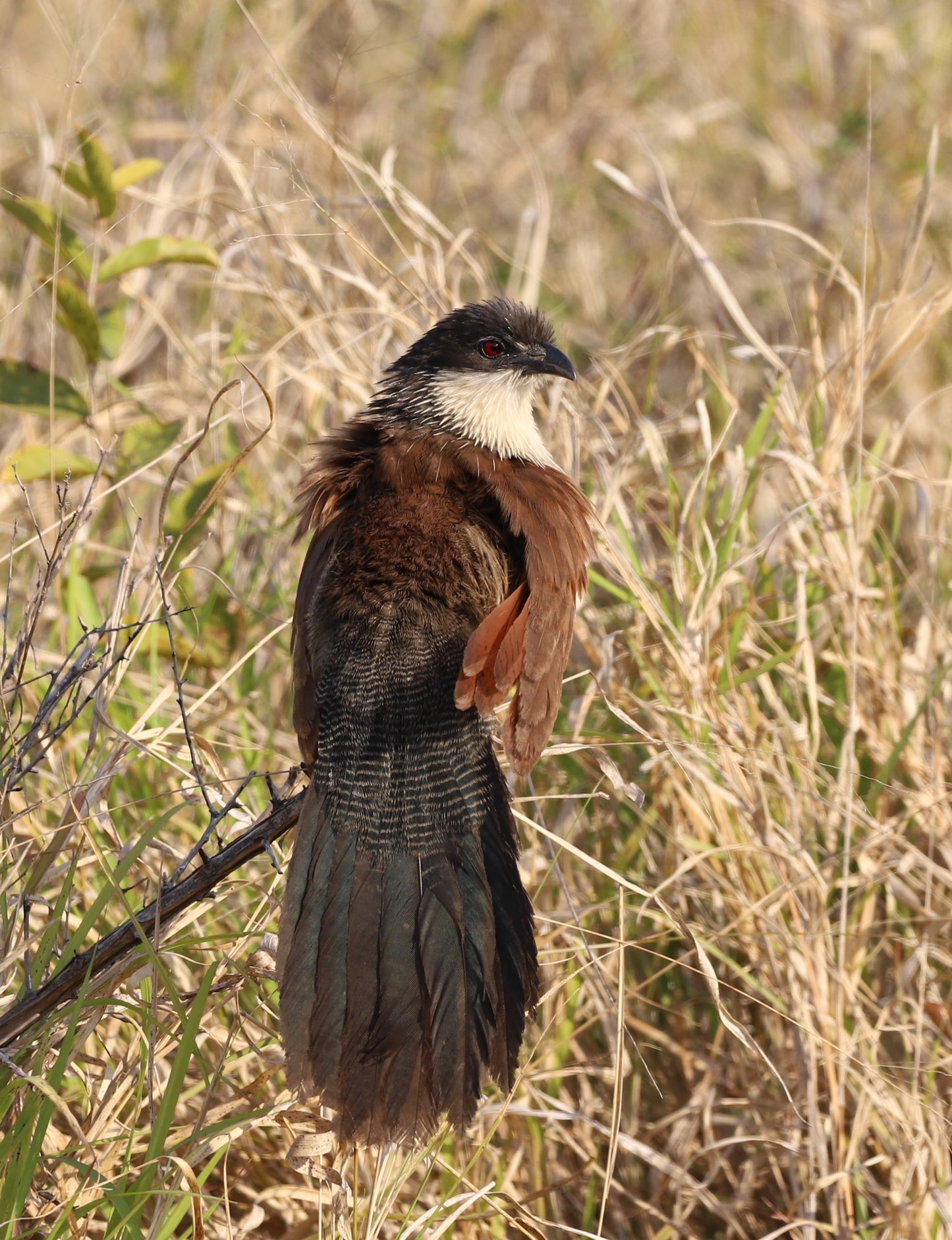 Botswana or South Africa Safari - 8 day, 4WD overland wildlife tour.