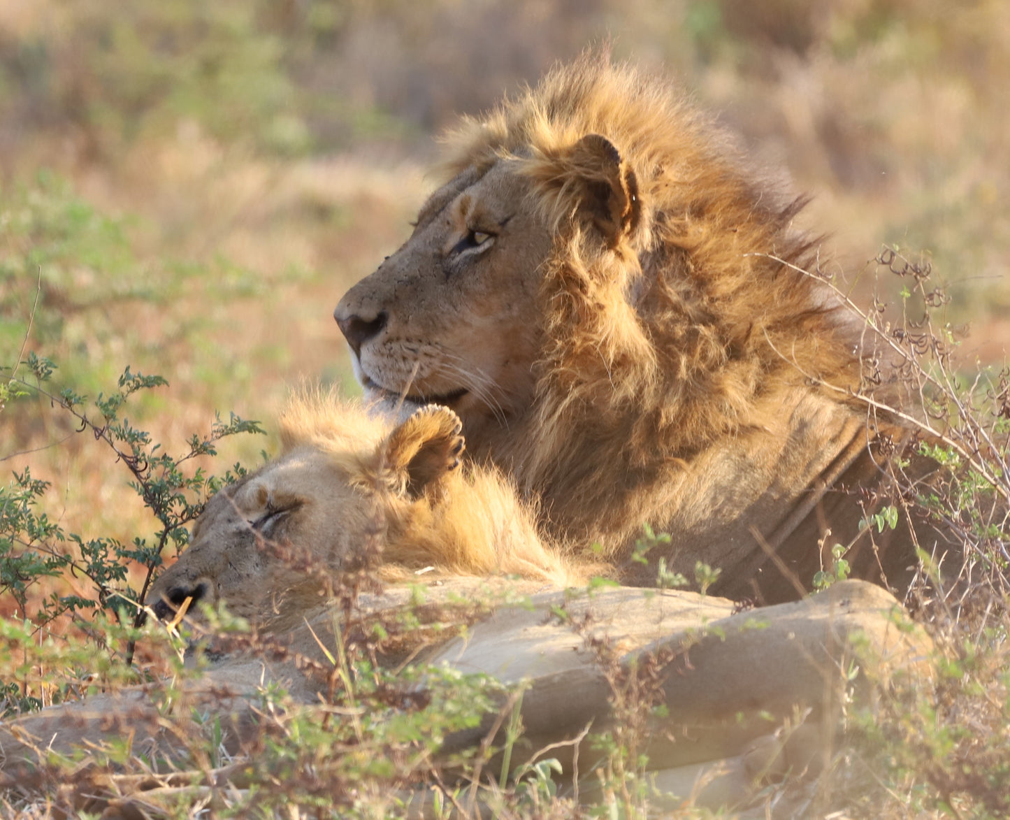 Botswana or South Africa Safari - 8 day, 4WD overland wildlife tour.