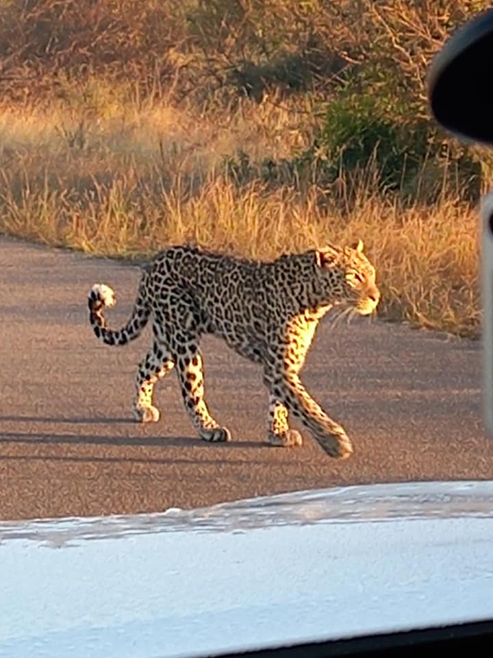 Botswana or South Africa Safari - 8 day, 4WD overland wildlife tour.