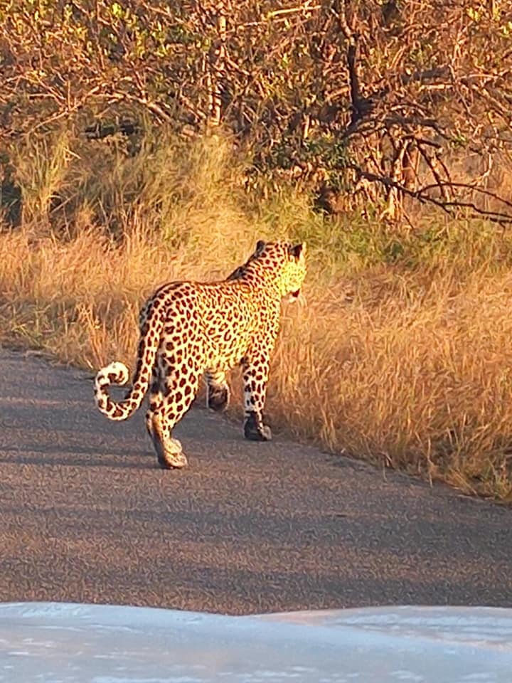 Botswana or South Africa Safari - 8 day, 4WD overland wildlife tour.