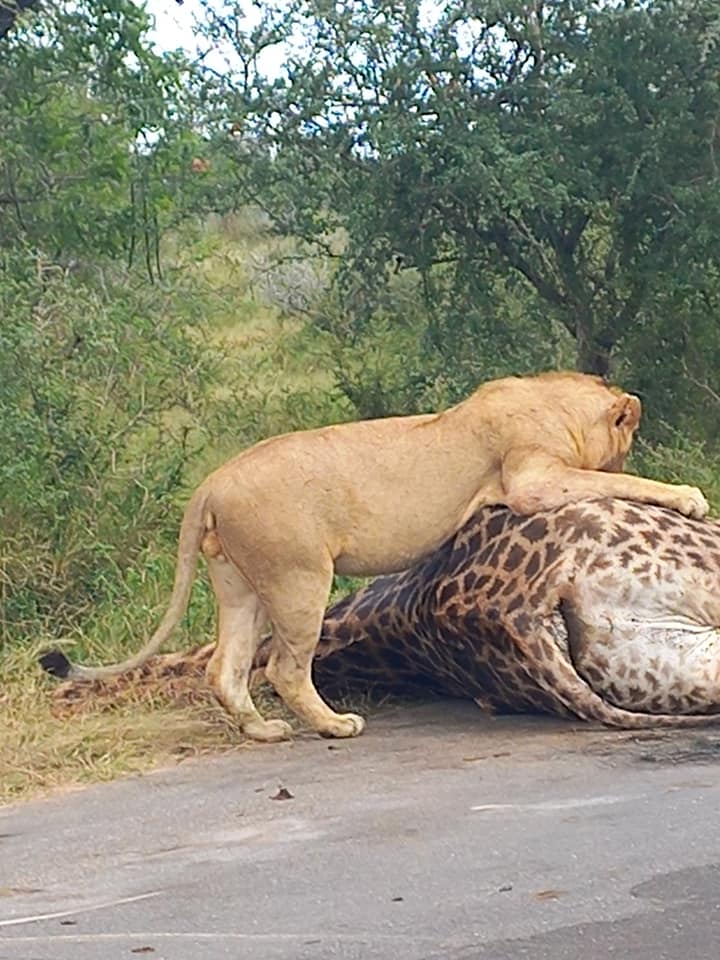 Botswana or South Africa Safari - 8 day, 4WD overland wildlife tour.