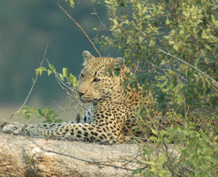 Botswana or South Africa Safari - 8 day, 4WD overland wildlife tour.