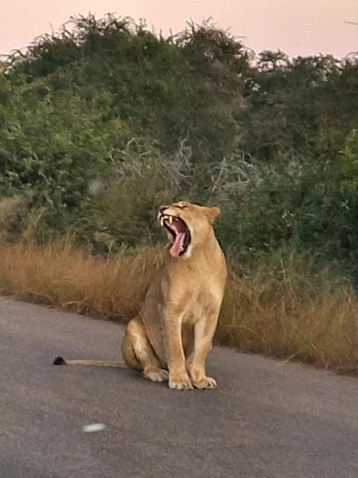 Botswana or South Africa Safari - 8 day, 4WD overland wildlife tour.